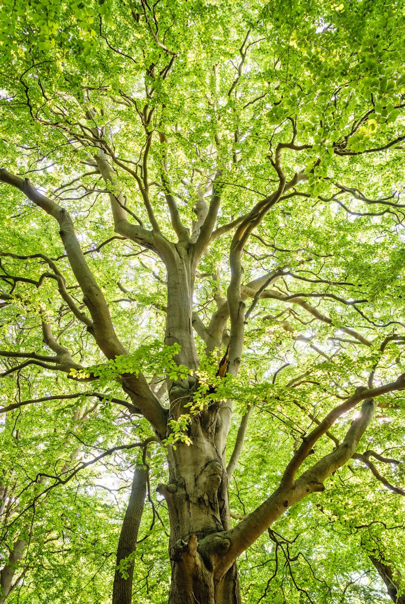 Parcela ecologica en Calichana